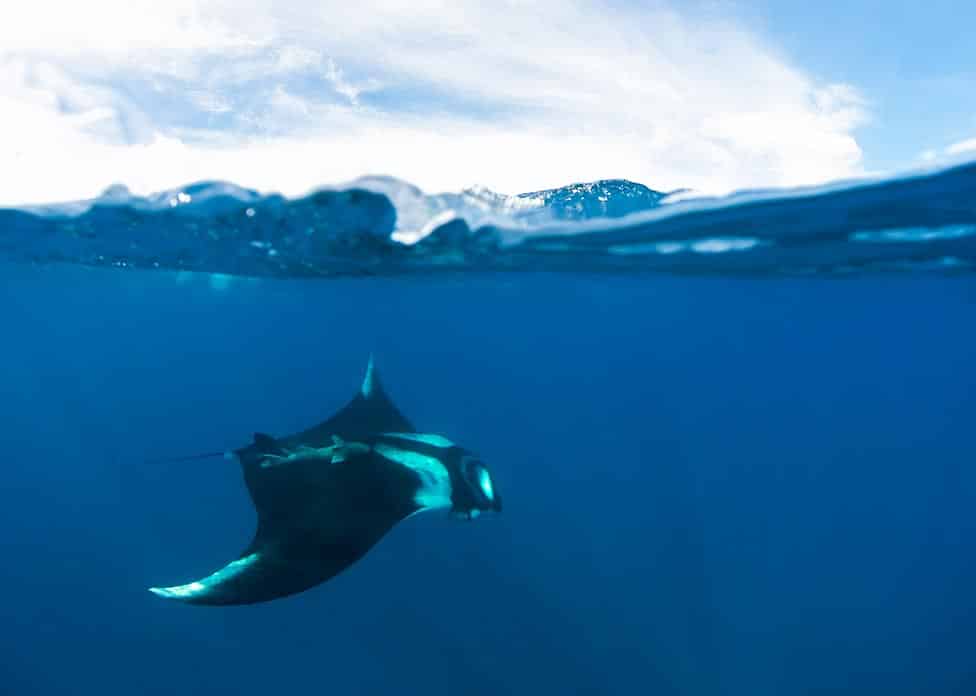 underwater photo of a manta ray