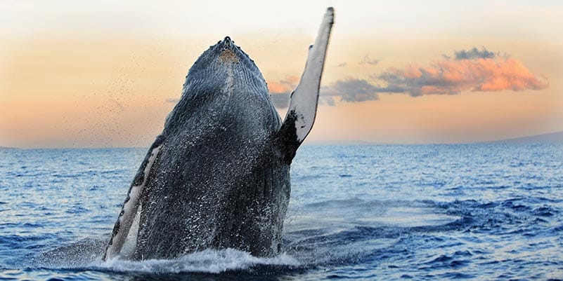 Whale breaching water with sunset in the background