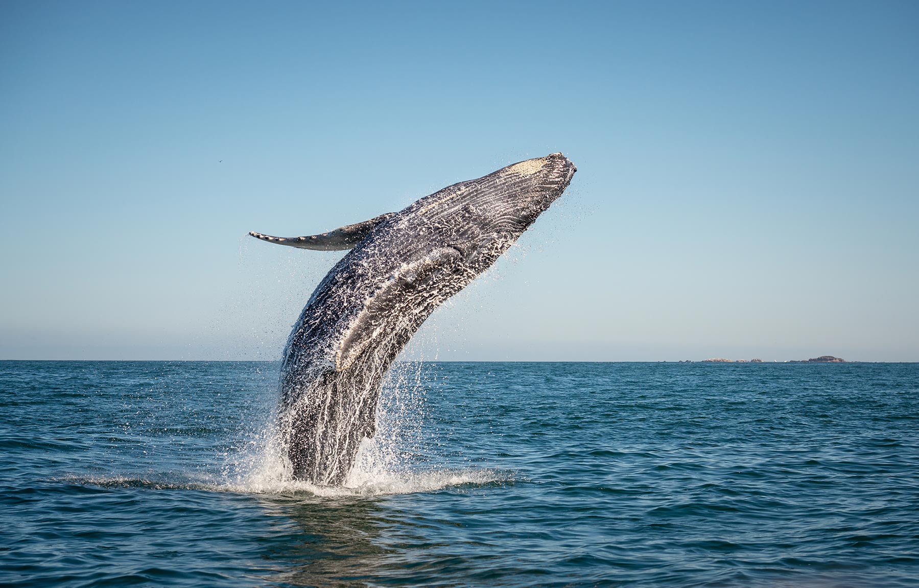 Whale jumping out of the water