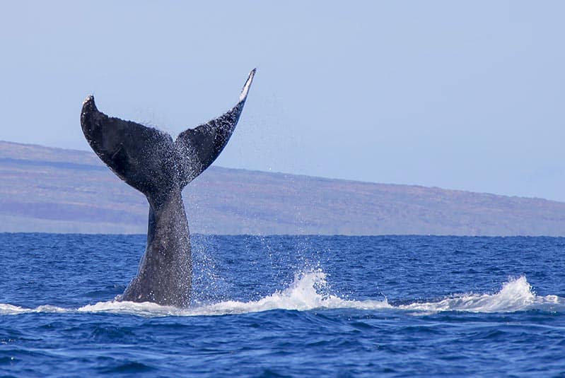 Whale diving underwater with only tail visible