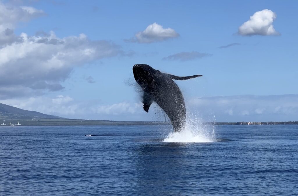 Maui Snorkel Charters | Whale Watching Tours in Kihei Maui Hawaii