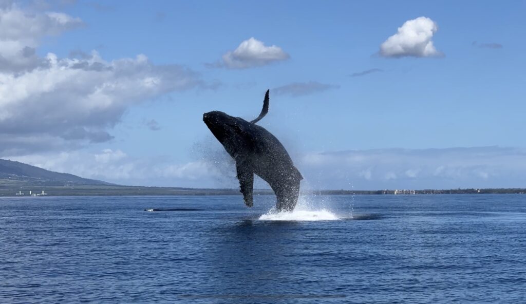 Maui Snorkel Charters | Whale Watching Tours in Maui Hawaii