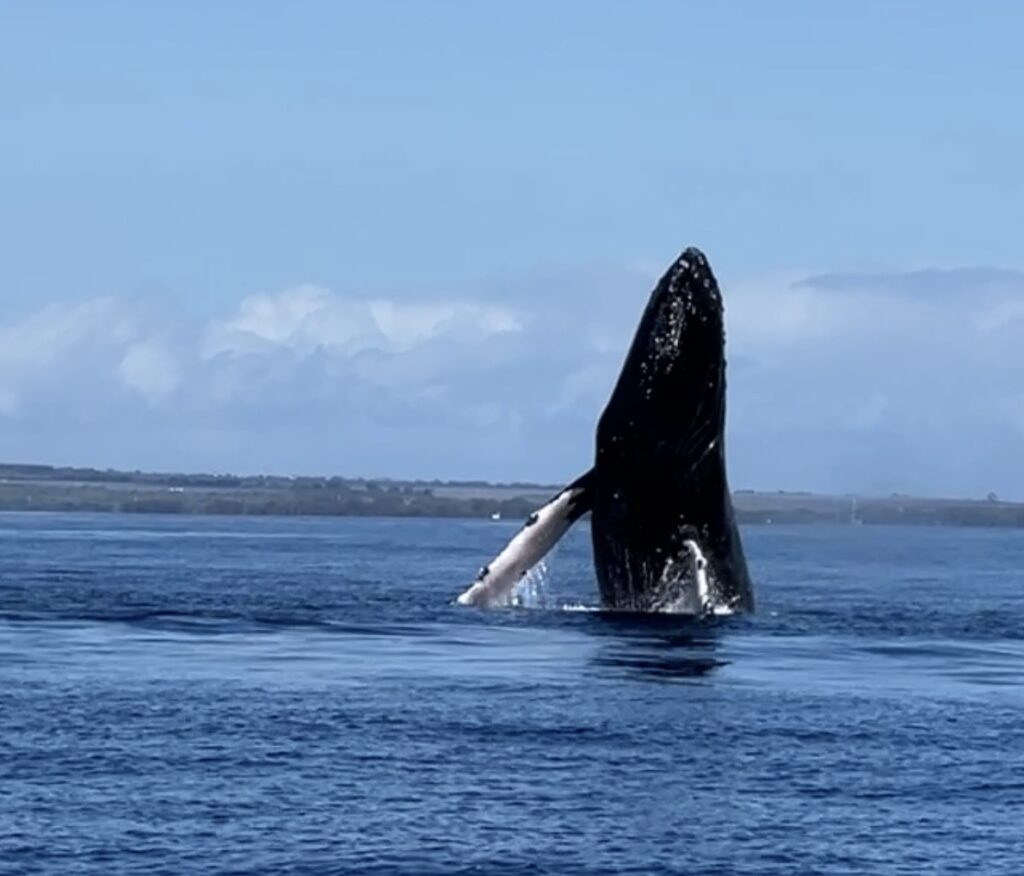Maui Snorkel Charters | Whale Watching Tours in Kihei Maui Hawaii