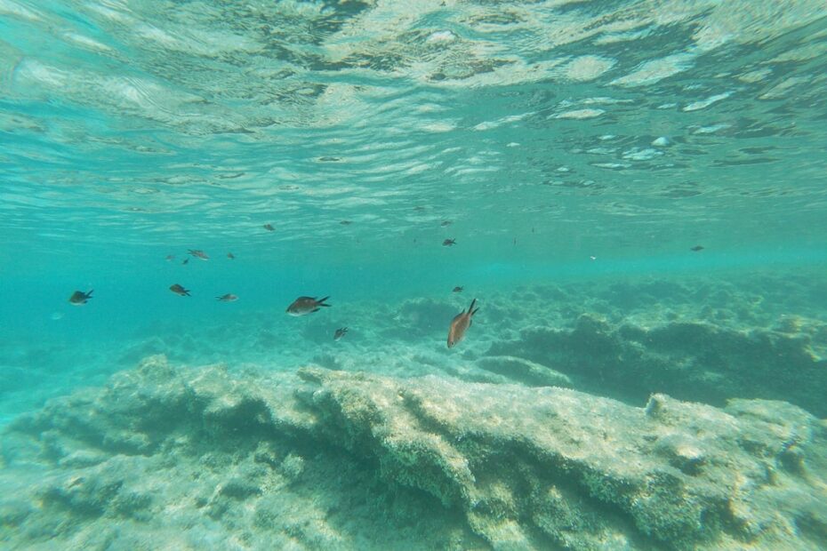 Kapalua snorkeling tours