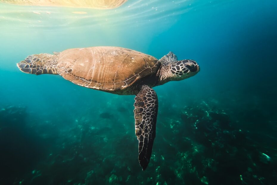 Maui snorkel reviews