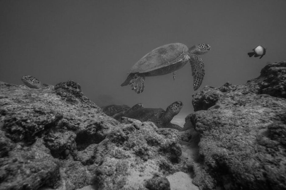 Maui marine life