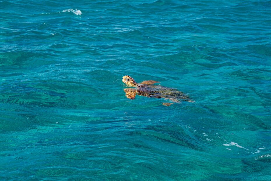 turtle town maui reviews