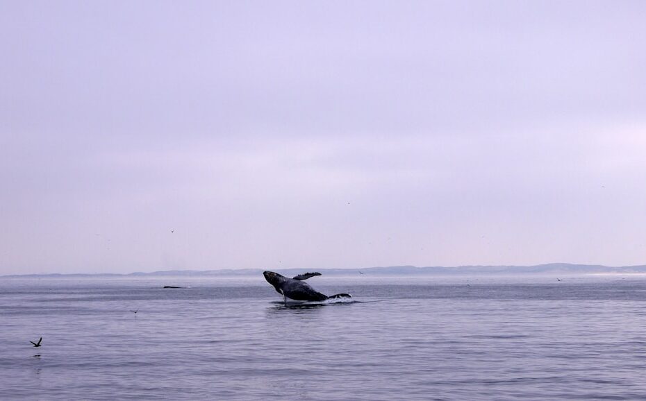 lahaina raft whale watching