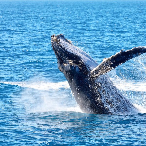 whale