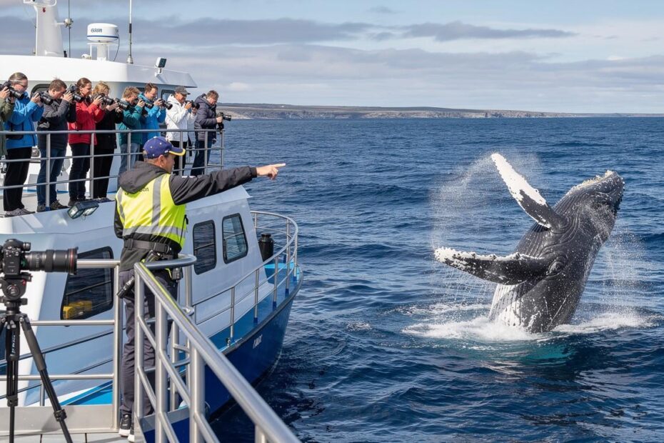 Maui Whale Watching Excursions