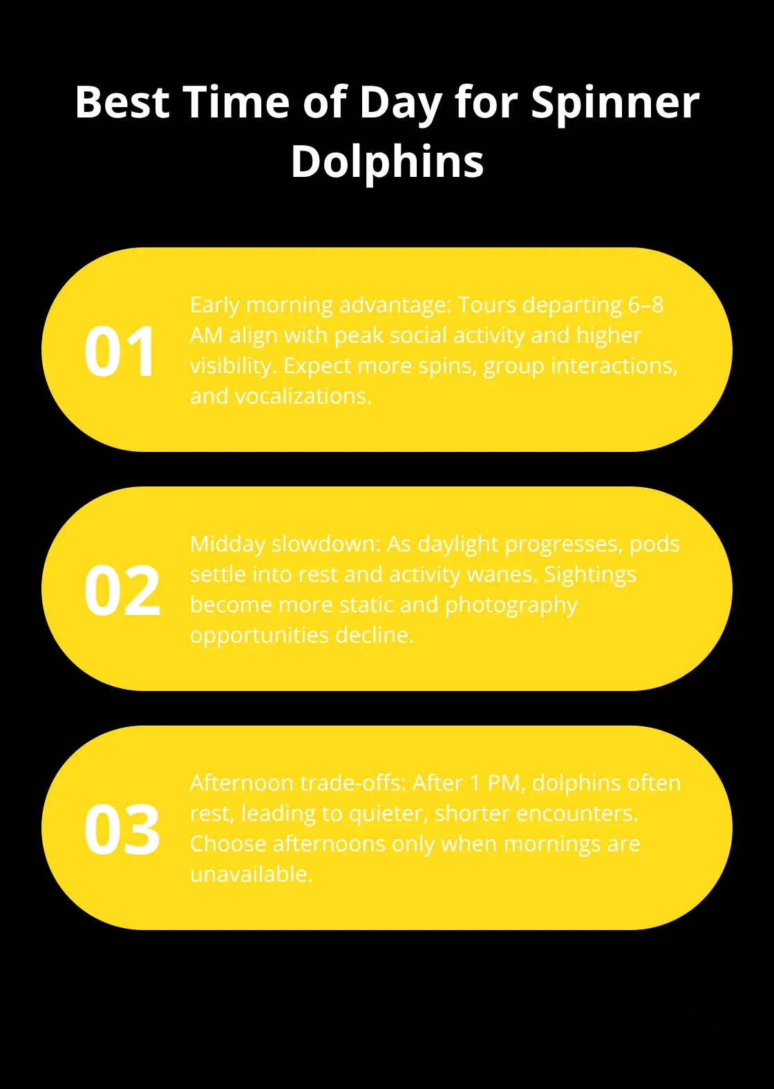 Morning vs. afternoon dolphin activity on Maui tours - Dolphin encounters Maui tour