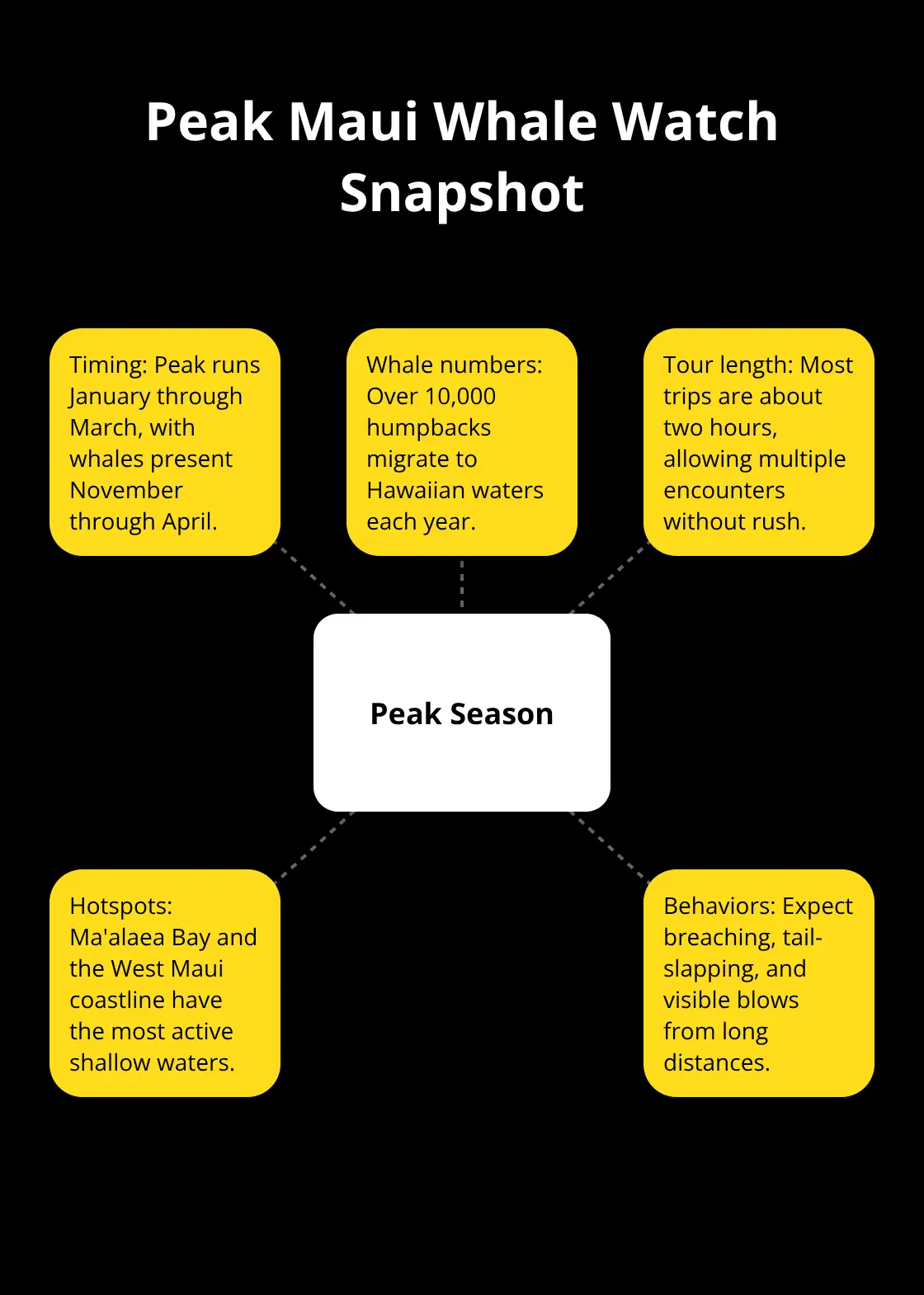 Maui Snorkel Charters | Hawaii Whale Watching Tours Maui Visual summary of peak whale watching season facts on Maui, United States - hawaii whale watching tours maui