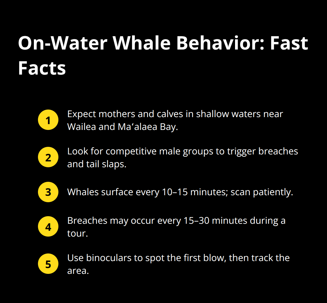 Maui Snorkel Charters | Maui Whale Watching Experiences: Gentle Giants Under Hawaii Skies Compact list of key whale behavior cues and timing to watch for during Maui whale watching.