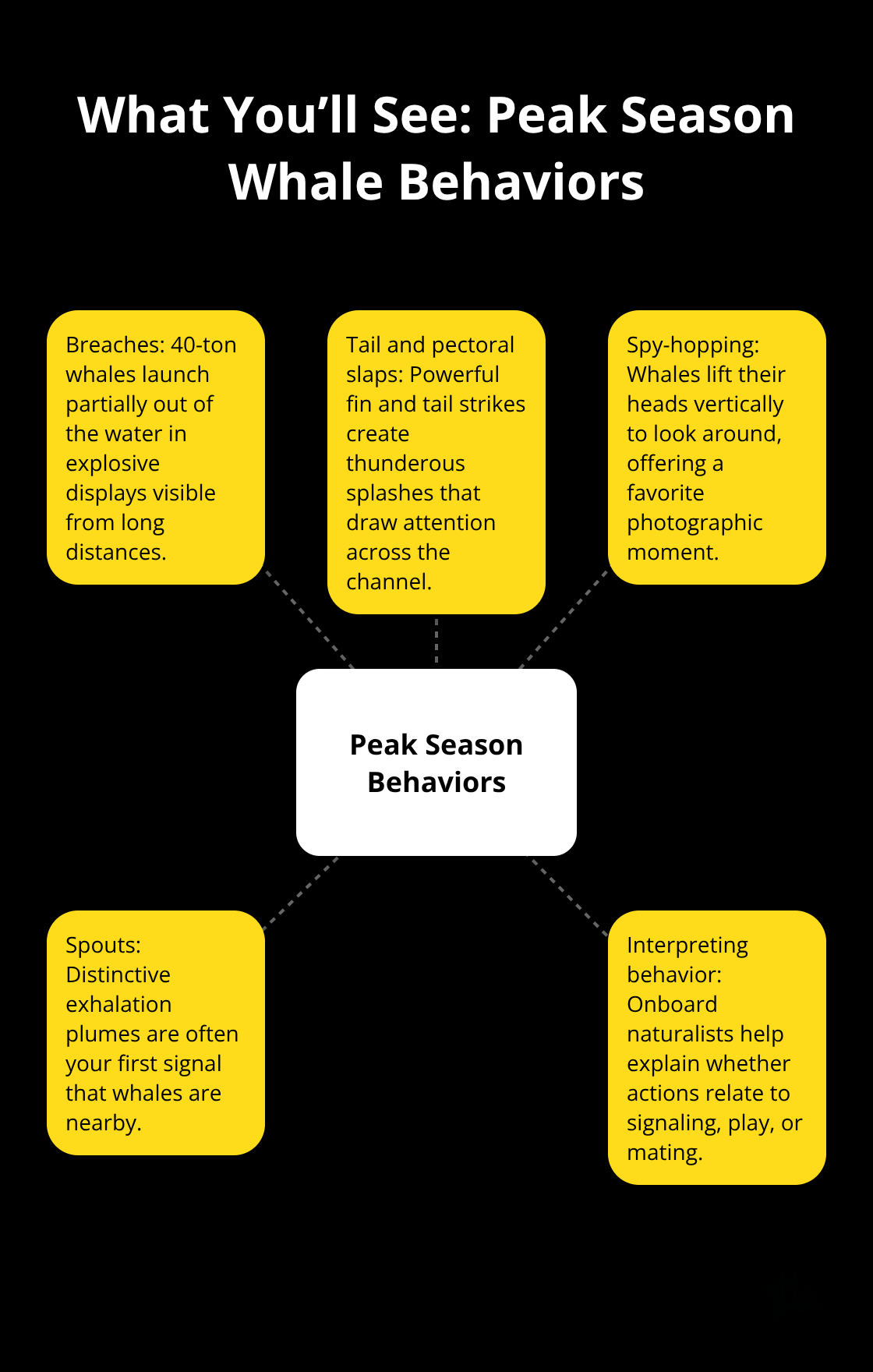 Visual overview of surface behaviors commonly seen on Maui whale tours - hawaiian whale watching tours