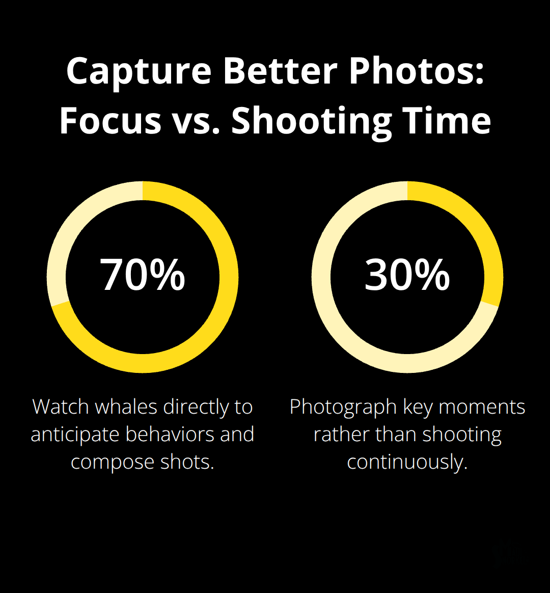 Recommended percentage split of time to watch versus photograph for better whale images - hawaiian whale watching tours