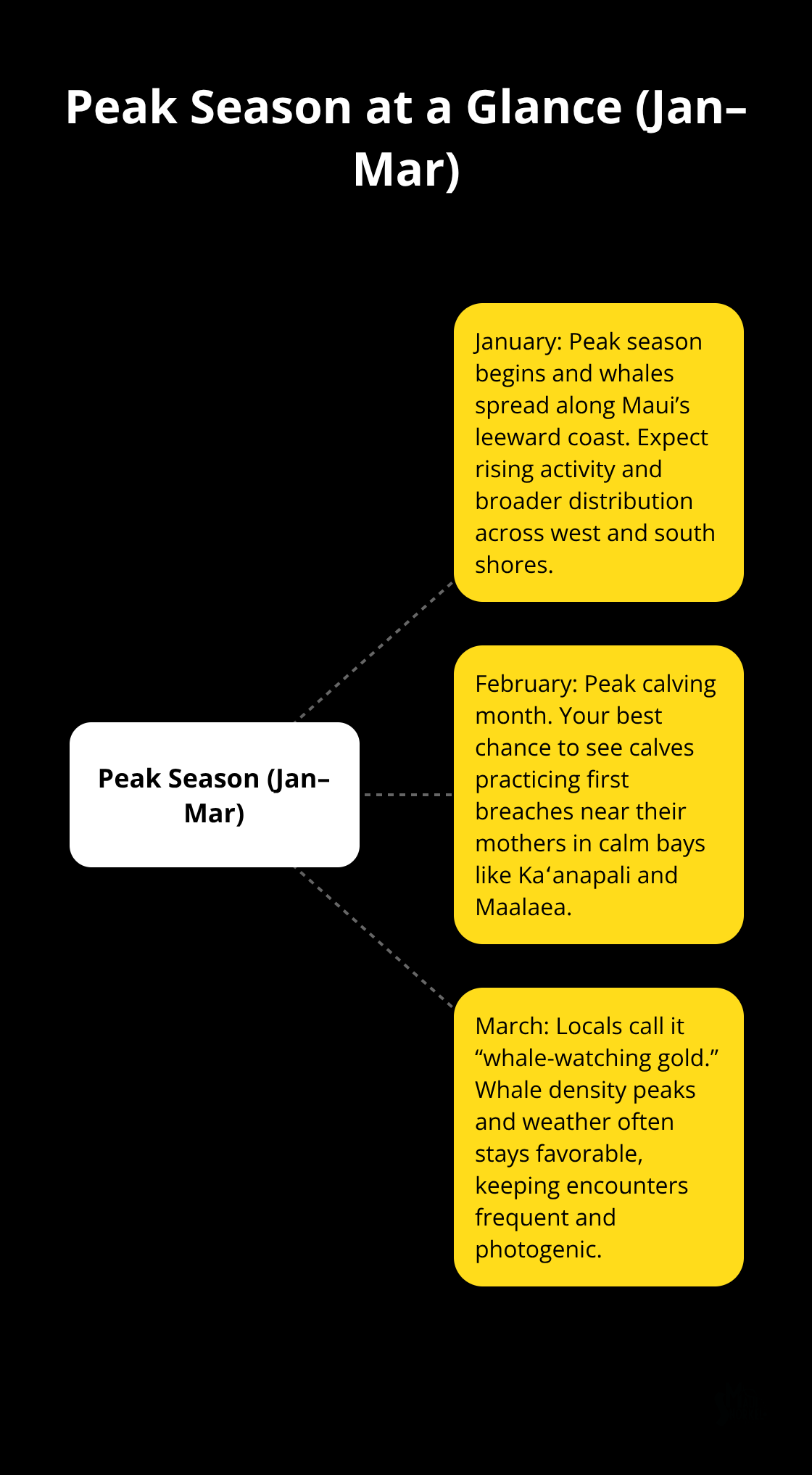 Maui Snorkel Charters | Maui Whale Watching Adventures Overview of Maui’s peak whale season highlighting January, February, and March differences. - maui whale watching