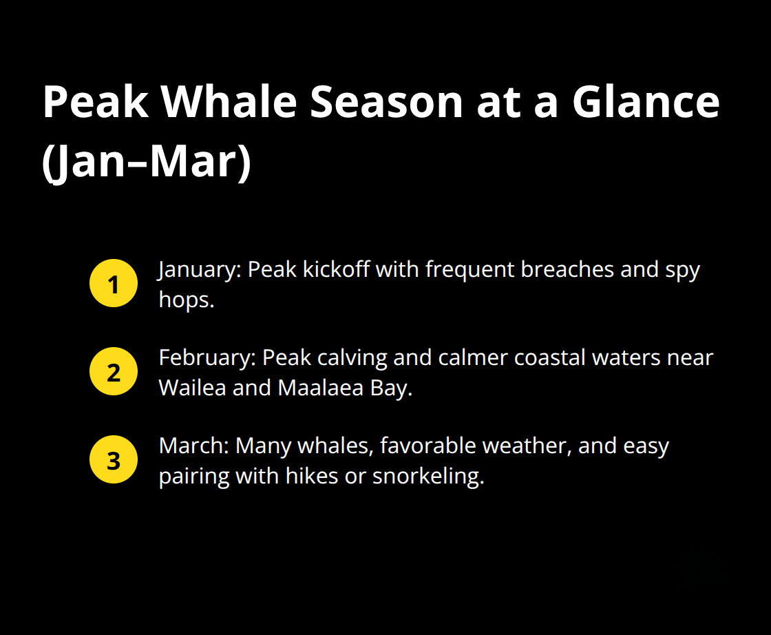 Quick guide to what you can expect during Maui’s peak whale months: January through March. - whale watching in maui hawaii