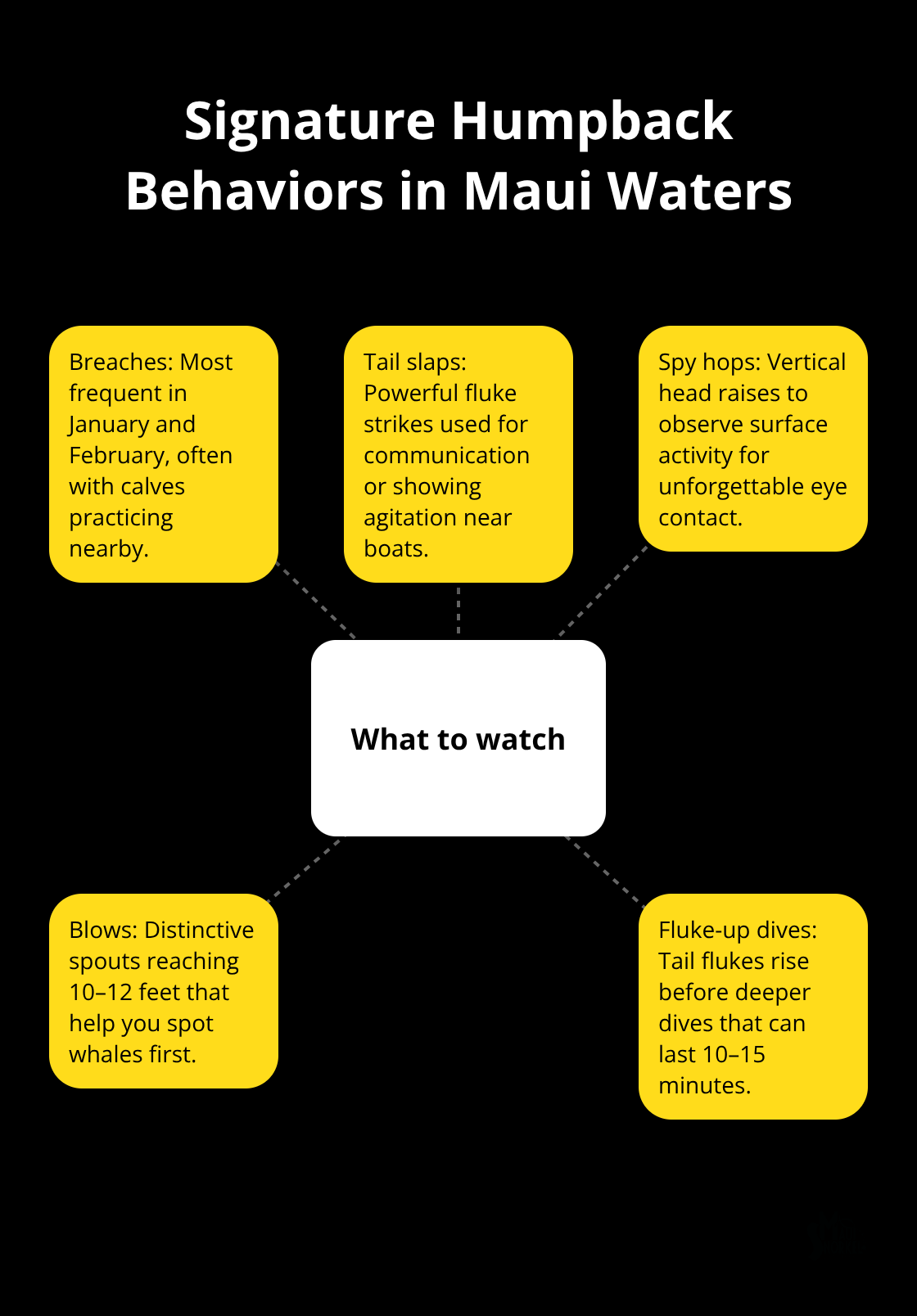 Visual overview of key humpback whale behaviors to watch during Maui whale watches. - whale watching in maui hawaii