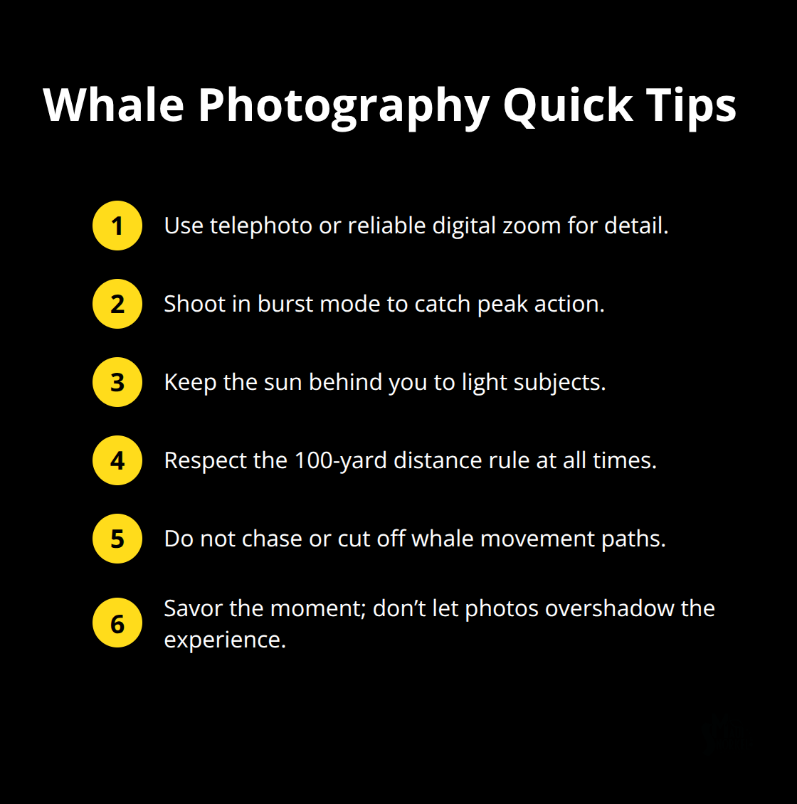 Maui Snorkel Charters | Maui Whale Watching Tours Simple techniques to capture better whale photos on Maui - whale watching maui