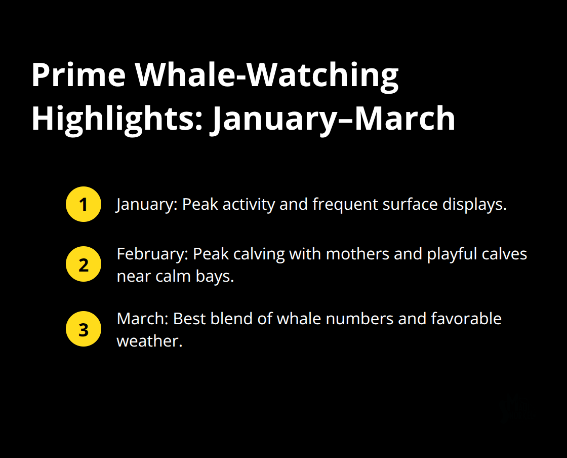 Maui Snorkel Charters | Whale Watching Maui Hi Key highlights for January, February, and March whale watching in Maui - whale watching maui hi
