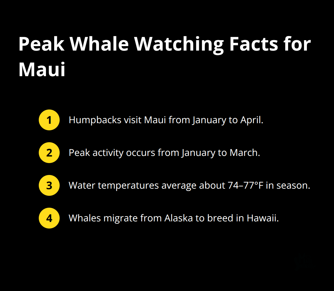 Key timing and conditions for peak humpback whale watching in Maui.