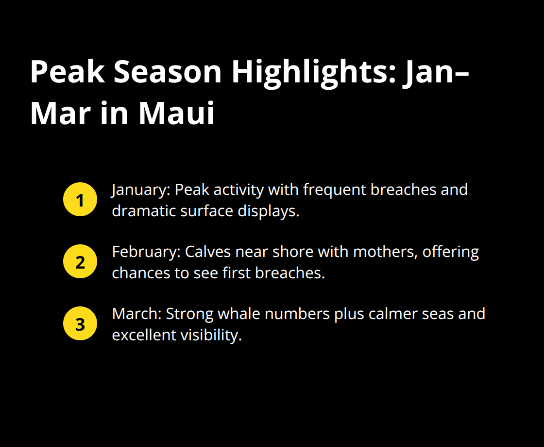 Maui Snorkel Charters | Whale Watching Tours in Maui Key differences in humpback whale activity across January, February, and March in Maui