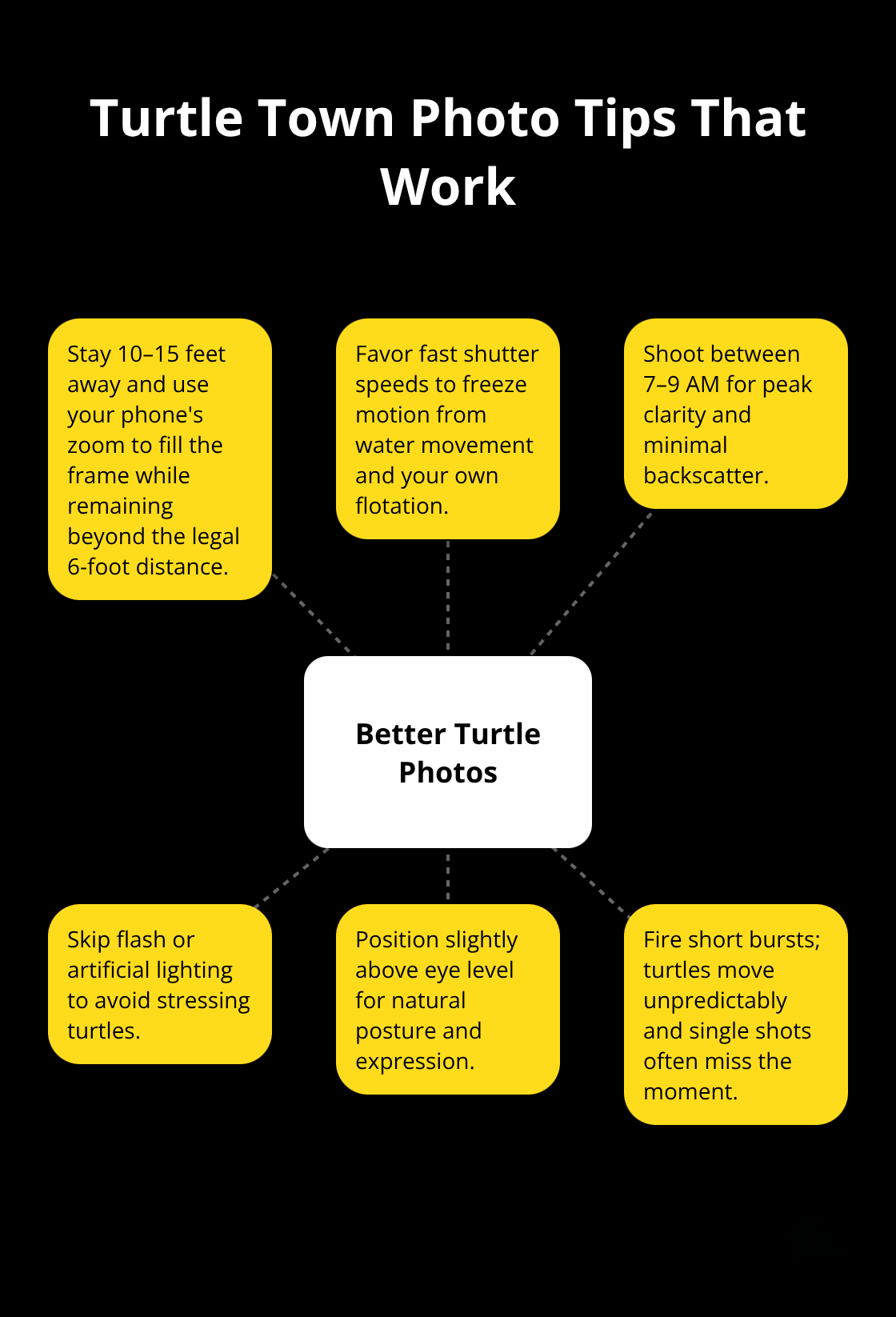 Hub-and-spoke guide to capturing better turtle photos without disturbing wildlife. - Turtle Town encounter tips